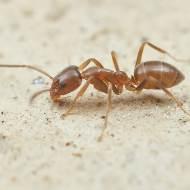 thumbnail for publication: Argentine Ant Linepithema humile (Mayr) (Insecta: Hymenoptera: Formicidae)